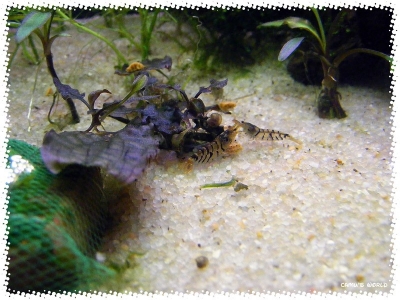 aquadream_60_2008_07_26_04