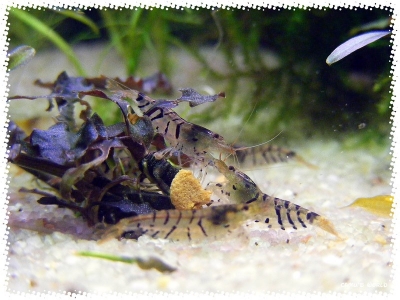 aquadream_60_2008_07_26_06