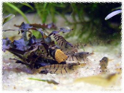 aquadream_60_2008_07_26_07