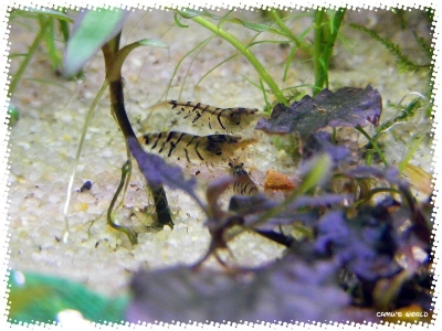 aquadream_60_2008_07_26_10