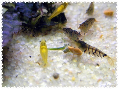 aquadream_60_2008_07_26_12