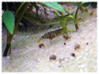 aquadream_60_2008_07_28_01