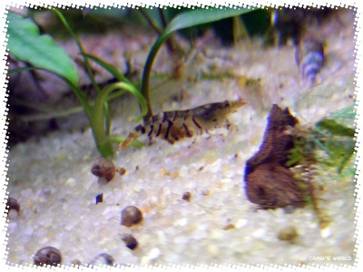 aquadream_60_2008_07_28_03