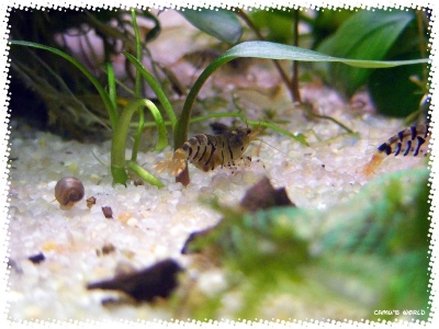 aquadream_60_2008_07_28_06