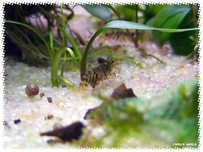 aquadream_60_2008_07_28_07