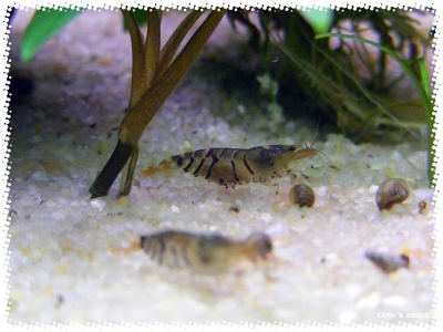 aquadream_60_2008_07_28_09