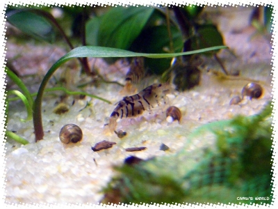 aquadream_60_2008_07_29_03