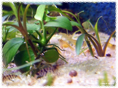 aquadream_60_2008_07_31_02