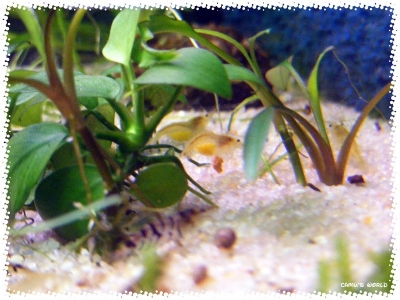 aquadream_60_2008_07_31_04