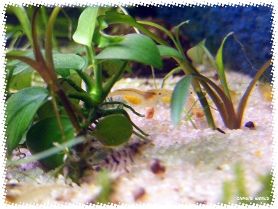 aquadream_60_2008_07_31_06