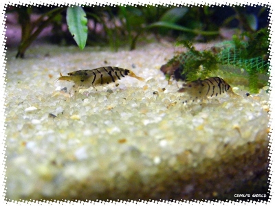 aquadream_60_2008_08_05_02