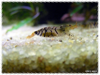 aquadream_60_2008_08_05_03