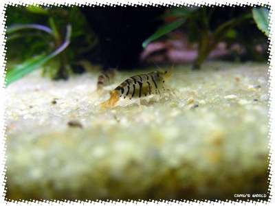 aquadream_60_2008_08_05_04