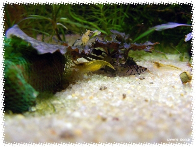 aquadream_60_2008_08_05_05