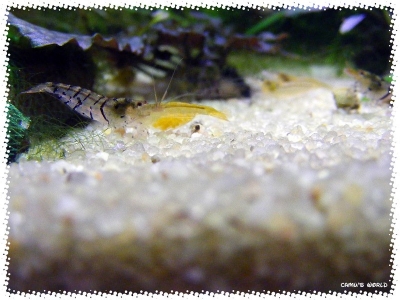 aquadream_60_2008_08_05_08