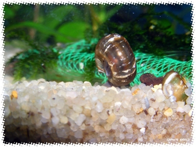 aquadream_60_2008_08_07_02