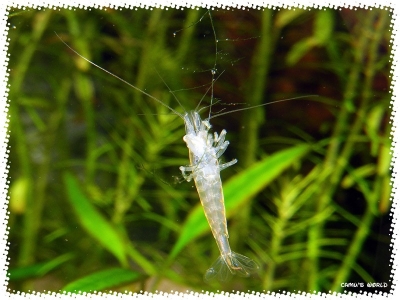 aquadream_60_2008_08_07_04
