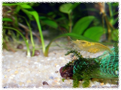 aquadream_60_2008_08_07_06