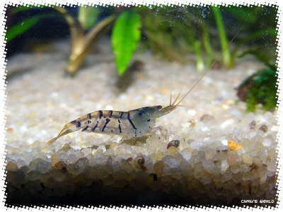 aquadream_60_2008_08_07_08