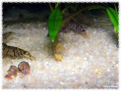 aquadream_60_2008_08_07_09