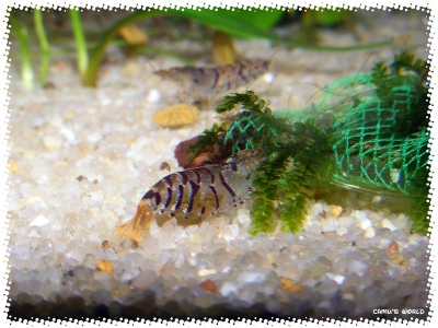 aquadream_60_2008_08_07_13