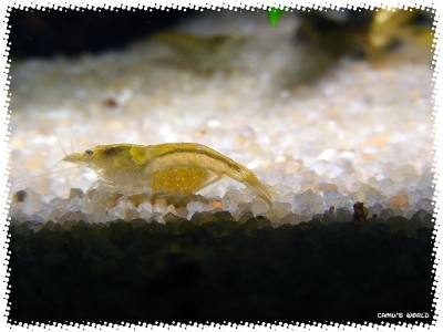 aquadream_60_2008_08_07_15
