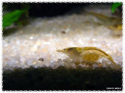 aquadream_60_2008_08_07_16
