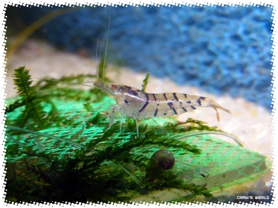 aquadream_60_2008_08_07_20