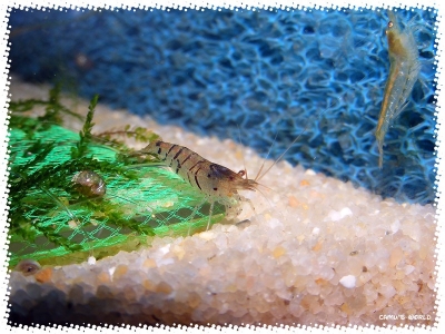 aquadream_60_2008_08_07_21