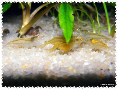 aquadream_60_2008_08_07_25