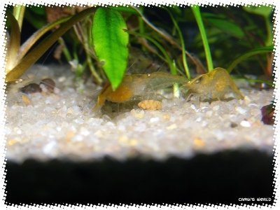 aquadream_60_2008_08_07_26