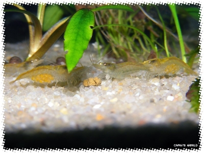 aquadream_60_2008_08_07_27