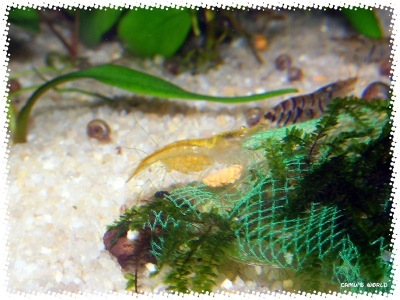 aquadream_60_2008_08_09_01