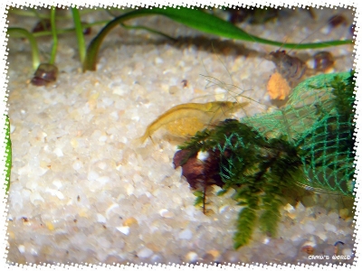 aquadream_60_2008_08_09_02