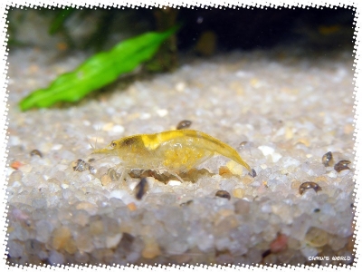 aquadream_60_2008_08_10_04