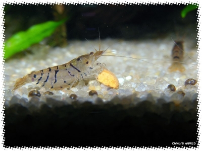 aquadream_60_2008_08_10_10
