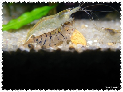 aquadream_60_2008_08_10_11