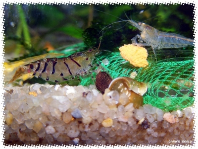 aquadream_60_2008_08_10_12