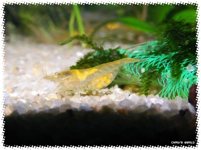aquadream_60_2008_08_10_14