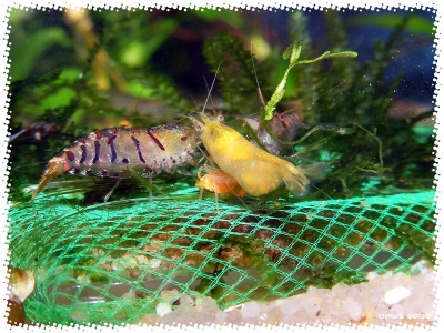 aquadream_60_2008_08_10_21