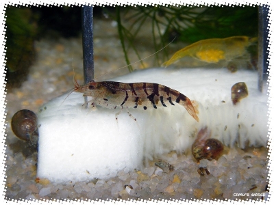 aquadream_60_2008_08_23_12