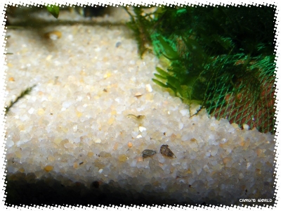 aquadream_60_2008_08_30_01