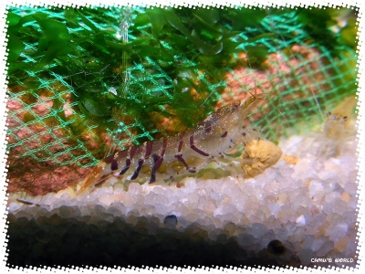 aquadream_60_2008_08_30_02