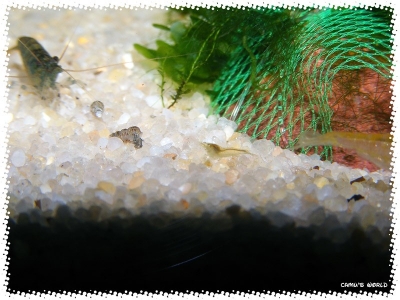 aquadream_60_2008_08_30_03