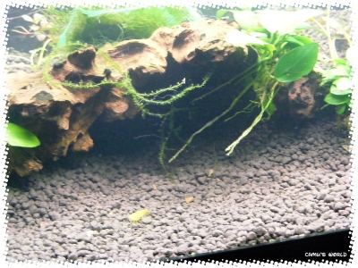 aquadream_60_2009_05_25_03