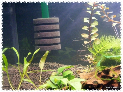 aquadream_60_2009_05_25_04