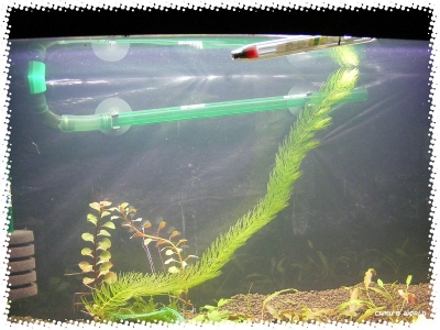 aquadream_60_2009_05_25_05