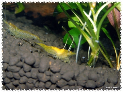 aquadream_60_2009_06_04_02
