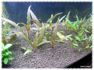 aquadream_60_2009_07_12_06