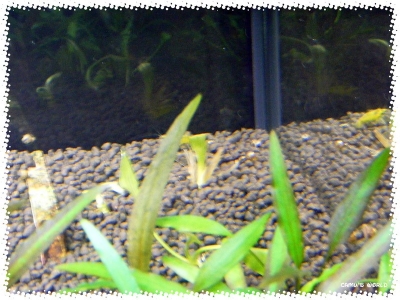aquadream_60_2009_07_12_08